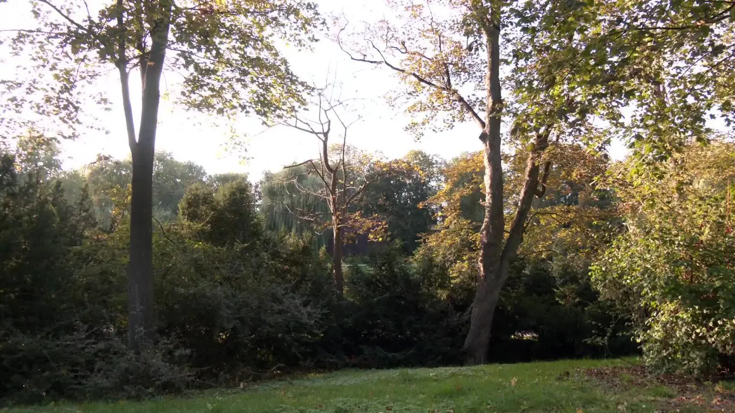 04032025-zielen-nasadzenia.mp4