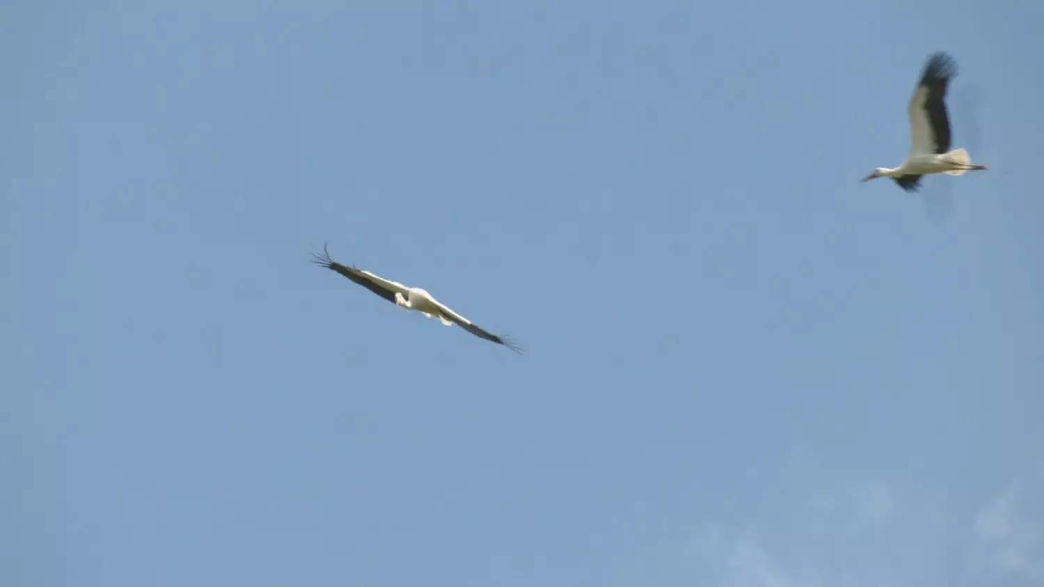 11042025-bociany-2.mp4