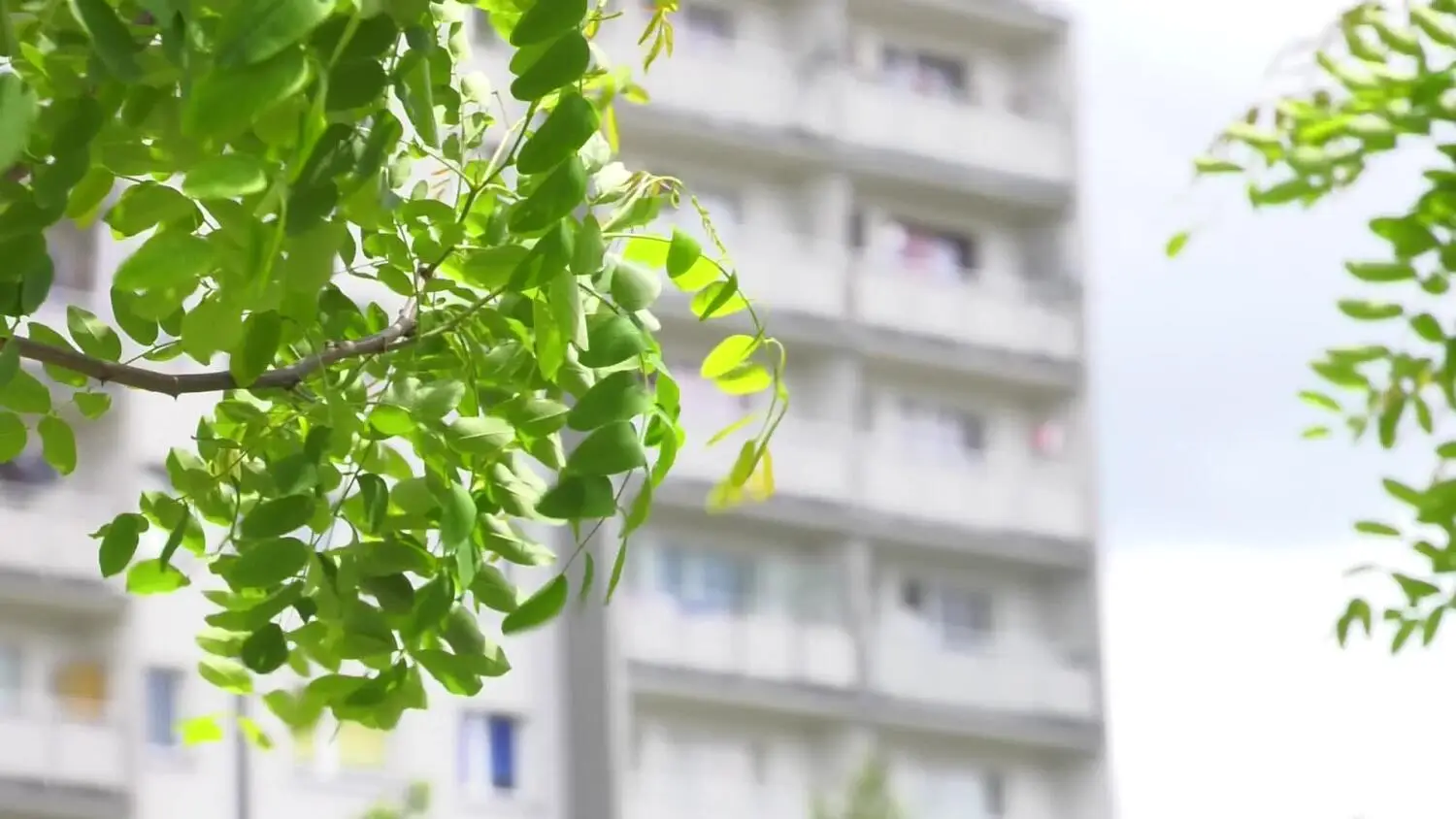 18062025-ogrodnik-miejski-sko.mp4