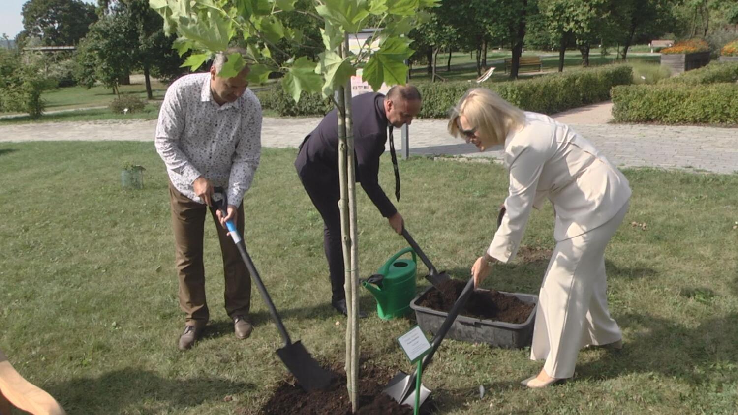 09092025-platan-gustaw-w-ogrodzie-botanicznym.mp4