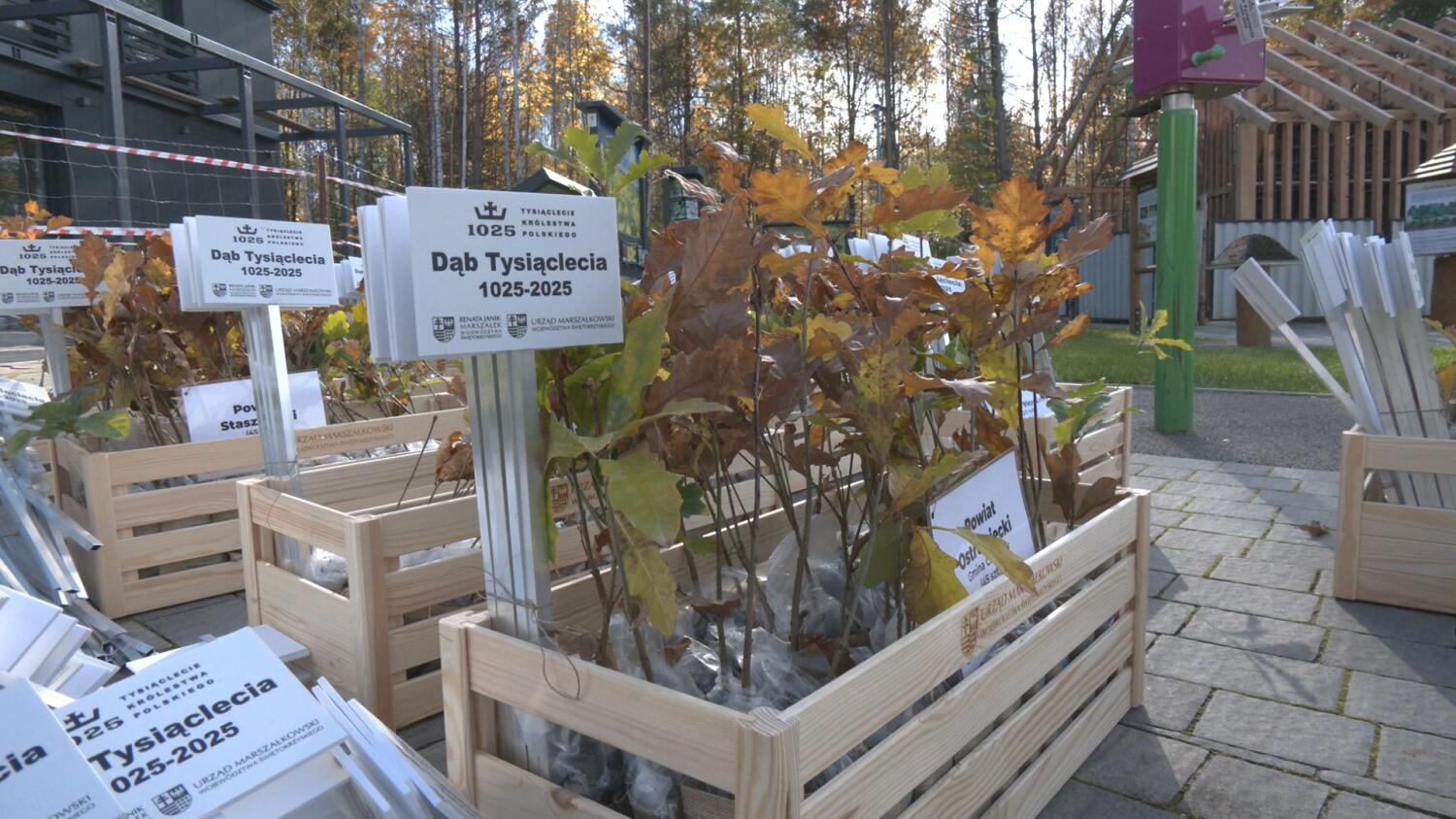 22102025-sadzenie-drzewa.mp4